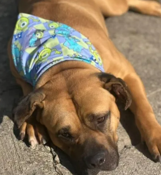 Pet Bandana
