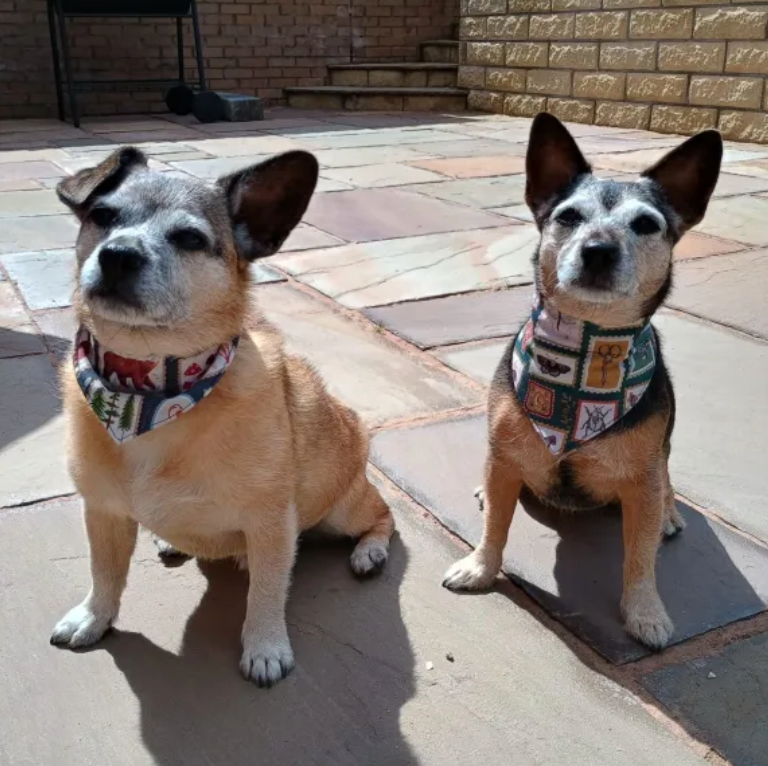 Pet Bandana